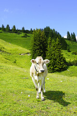Cow with a cowbell on a mountain pasture on the Hahnenkamm in Austria