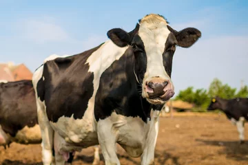 Fototapeten Close up on a cow on a dairy farm. © Marcin Kilarski/Wirestock