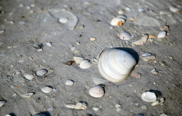 Shells on the Beach