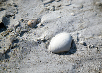 Fototapeta na wymiar Shells on the Beach