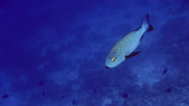 silver yellow-eye fish with black fin swim near bottom of sea, Maldives