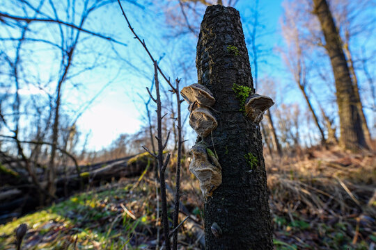 Shallow focus of a tree trunk with Phellinus igniarius on it