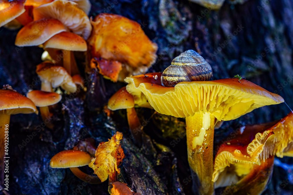 Poster close-up shot of a snail crawling on the top of a mushroom growing on tree trunk in the forest
