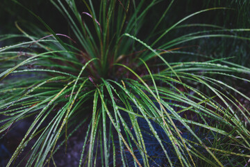 Naklejka na ściany i meble grass plant with raindrops shot in tropical backyard