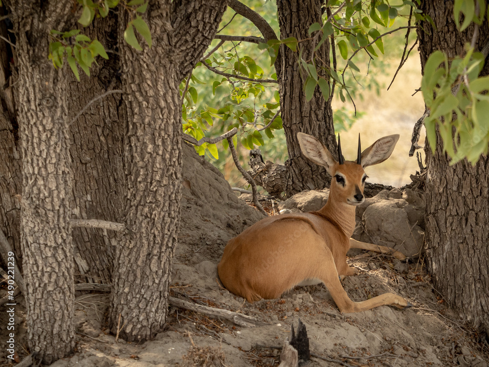 Poster Steenbok resting on under the trees