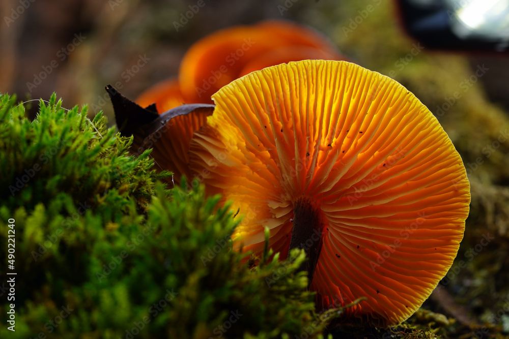 Sticker close-up shot of an enokitake fungus growing among green grass in the forest in bright sunlight