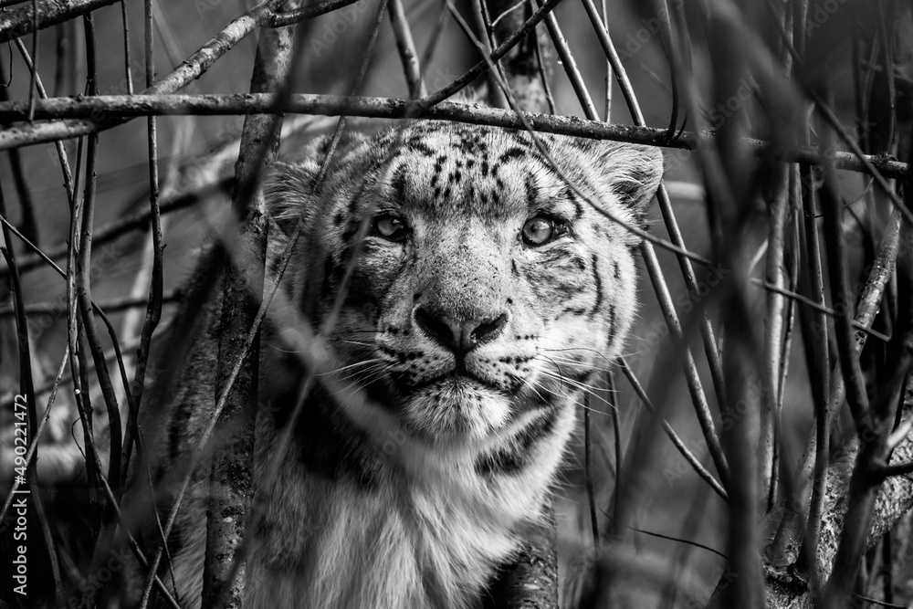 Poster grayscale close-up shot of a snow leopard