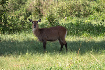 Defassa Waterbuck standing in grassland on a sunny day in Murchison Falls National Park, Uganda