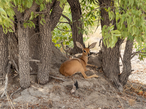 Steenbok resting on under the trees