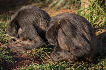 Closeup shot of two monkeys sitting on their haunches in the forest on a sunny day