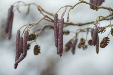 Branches of Alder tree in winter - Alnus glutinosa