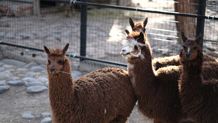 A beautiful brown Lamas in Tbilisi Zoo, Georgia © Nika Kamarauli/Wirestock