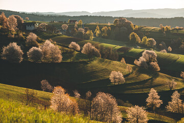 Beautiful sunrise view in spring in the full bloom of cherry trees in Hrinova village, Slovakia
