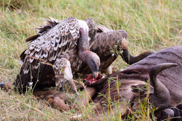 Closeup shot of a vulture bird eating another animal in the field