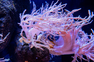 Pink sea anemone with sea horses in an aquarium