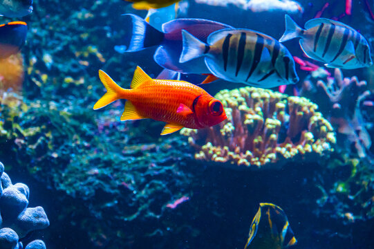 Selective shot of a Blotcheye Soldierfish swimming in an aquarium in Waikiki, Oahu, Hawaii