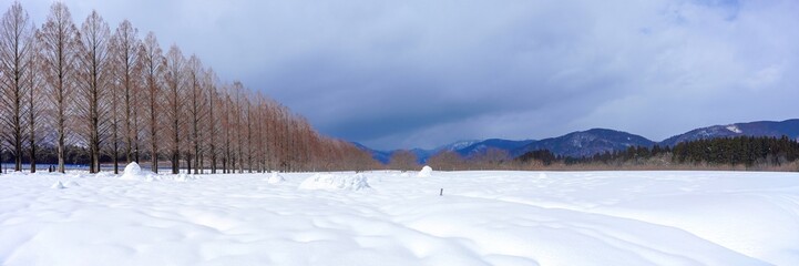 たくさんの雪が積もったメタセコイヤ並木のパノラマ情景＠マキノ、滋賀