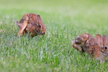 Natural view of rabbits hopping on the green grass