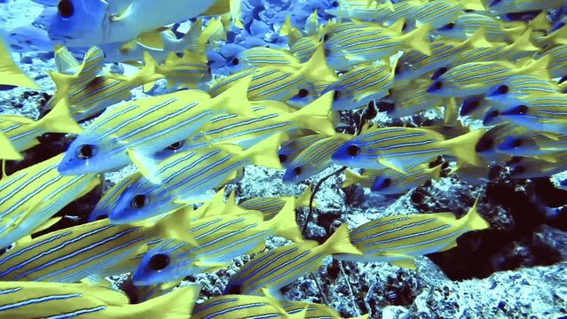 flock of yellow white-lined fish close rock on bottom of sea, Maldives