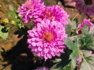 Close up shot of pink flowers.