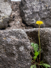 Closeup of a Common Dandelion flower in the middle of big stone gray rocks