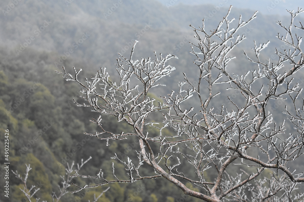 Poster view of a mountainous area full of forests with tree branches on the foreground covered with frost