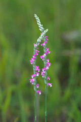 ネジバナ（北海道・鶴居村）
