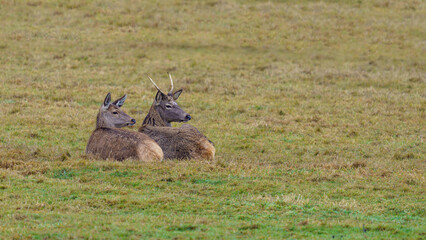 Two deers peacefully resting on the grass in the green field