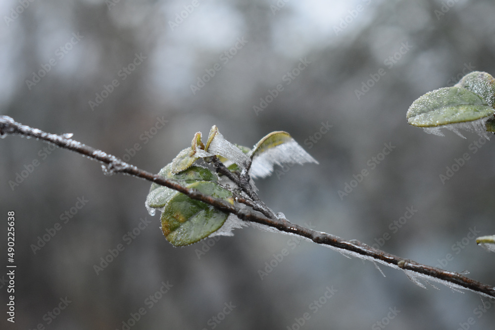 Poster closeup of a thin branch covered with frost on a blurred background on a cold winter or spring day