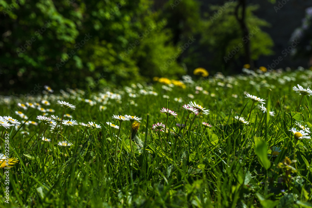 Sticker closeup of daisy flowers in a meadow on a green blurred background