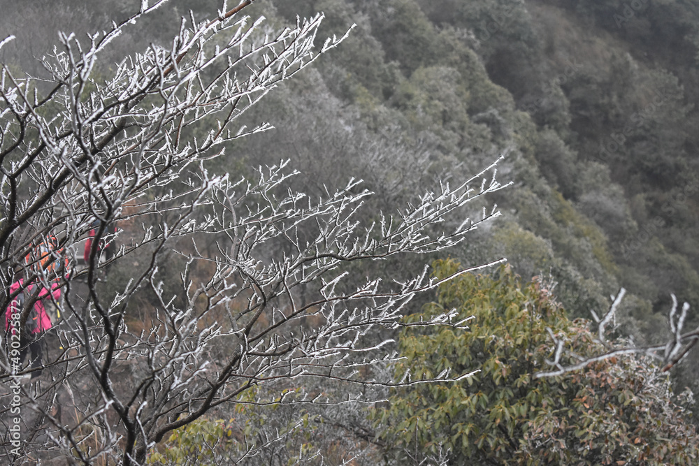 Poster view of a mountainous area full of forests with tree branches on the foreground covered with frost