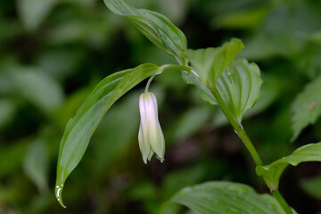 ホウチャクソウ（北海道・知床）

