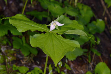 ミヤマエンレイソウ（北海道・層雲峡）
