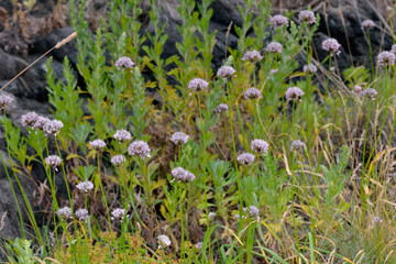 ミヤマラッキョウの群落（北海道・知床）
