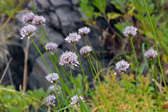 ヤマラッキョウ の画像 161 件の Stock 写真 ベクターおよびビデオ Adobe Stock