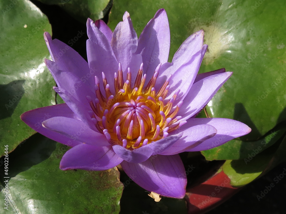 Poster Closeup of an exotic blooming purple tower under sunlight