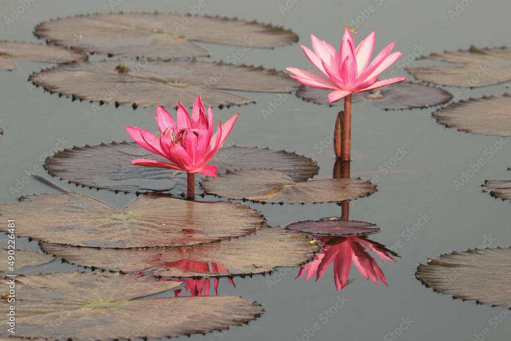 Poster Closeup shot of some flowers in a lake during the day