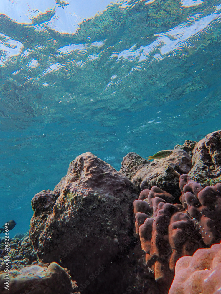 Canvas Prints vertical closeup of the corals. beautiful underwater life.