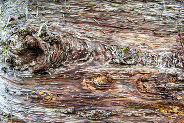 Hoop pine bark in Papua New Guinea