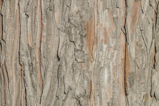 Pine tree bark texture background