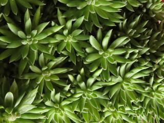 Beautiful shot of thick plants for a natural background or wallpaper