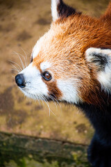 red panda in the zoo