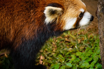 Fototapeta premium red panda in the zoo