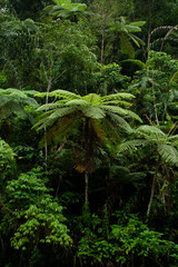 tropical forest in the jungle