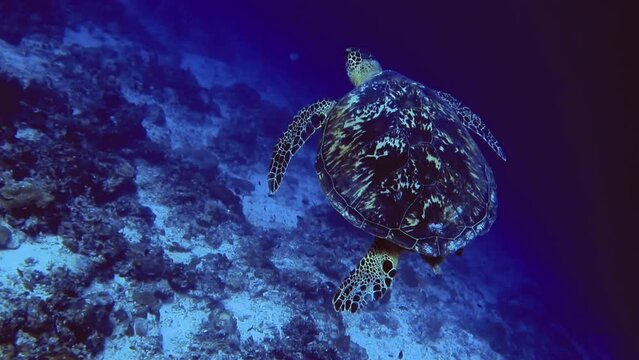 Underwater picture of turtle and faded-zebra fish in coral reef, Maldives