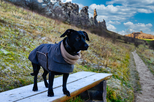 Photo of a black dog wearing dog's clothes and standing on a wooden bench in Devil's Wall in Germany