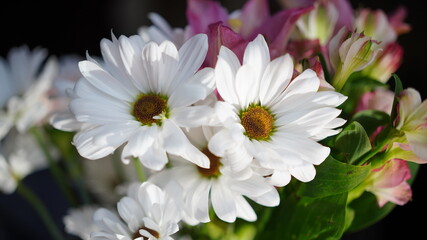 8k white and pink flowers