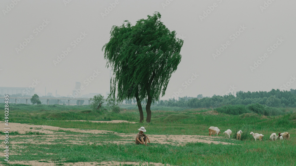 Sticker sheep grazing in the field