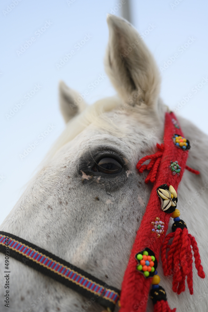 Canvas Prints Closeup shot of Arabian horses