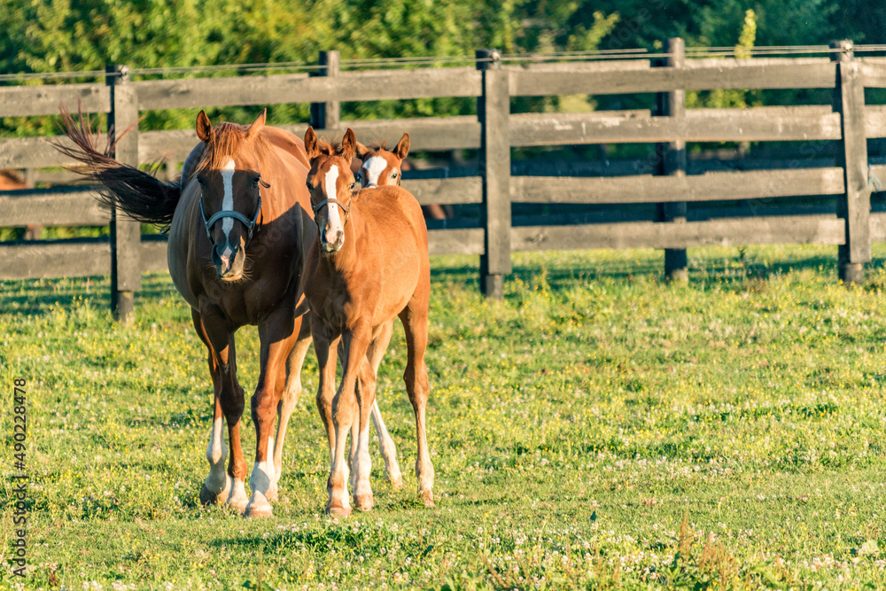 Sticker peaceful scenery of brown horses on the pasture on a sunny day